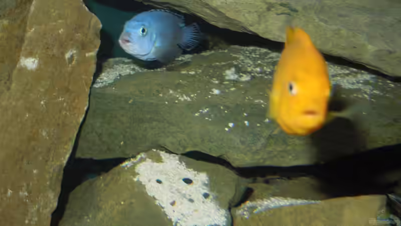 socolofi Bock in seinem Unterstand von Volker Alms (36)