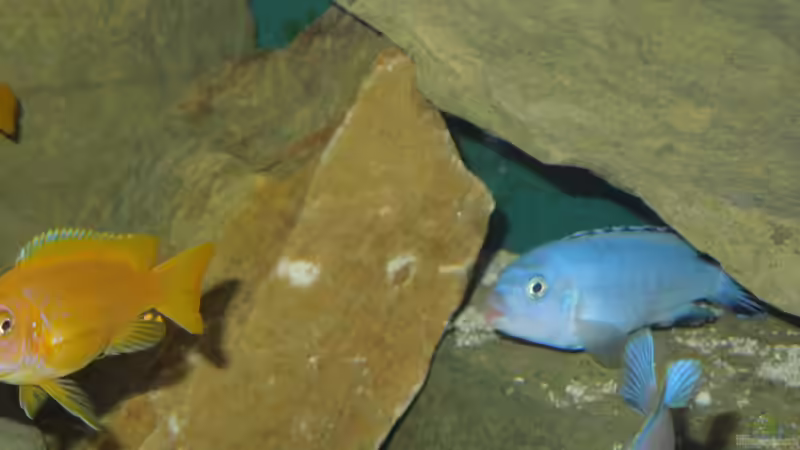 socolofi Bock in seinem Unterstand von Volker Alms (50)