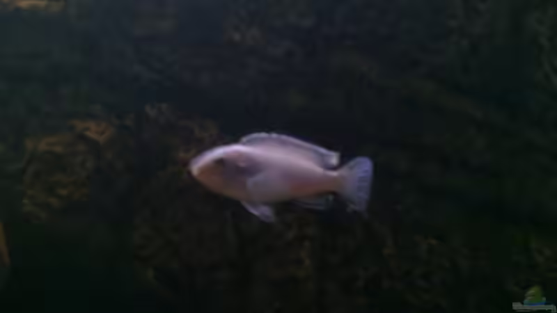 socolofi (M) von Robert Verhülsdonk (26)