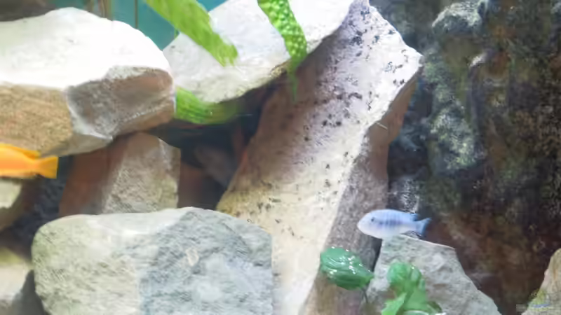 socolofi mädel von Volker Alms (55)