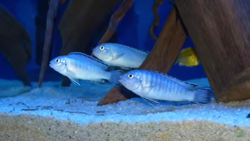 Socolofi von Bandit12 (11)