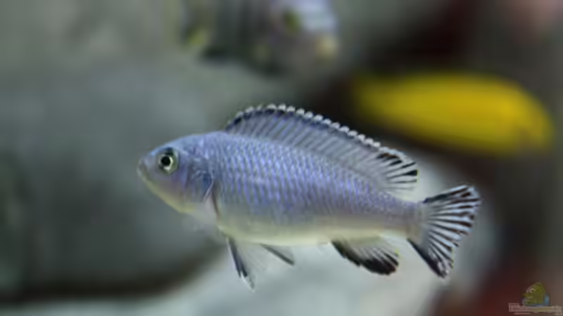 socolofi von Chriiise (11)