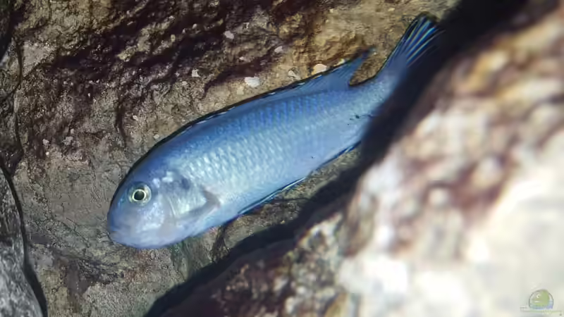 Socolofi Weibchen nr. 1 (Maul voll)  von Mel (71)