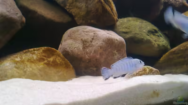 Socolofi weibchen von Robert Verhülsdonk (24)