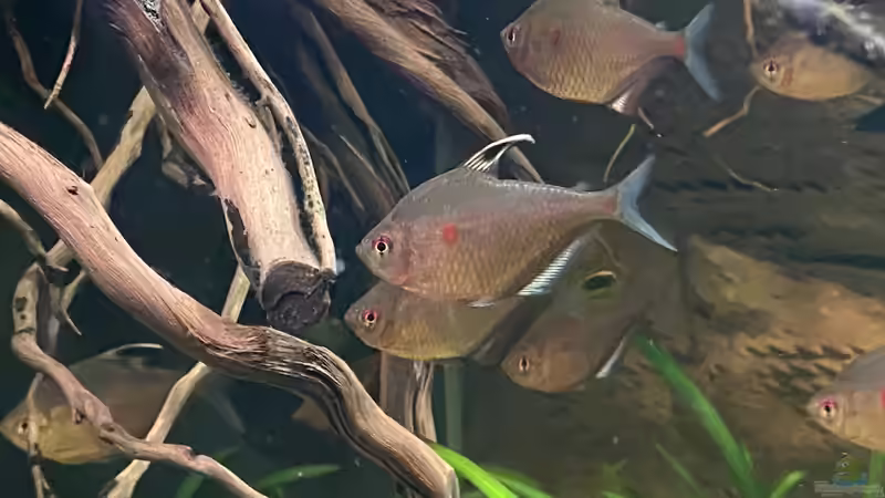 Hyphessobrycon socolofi im Aquarium halten (Einrichtungsbeispiele für Socolofs Kirschflecksalmler)