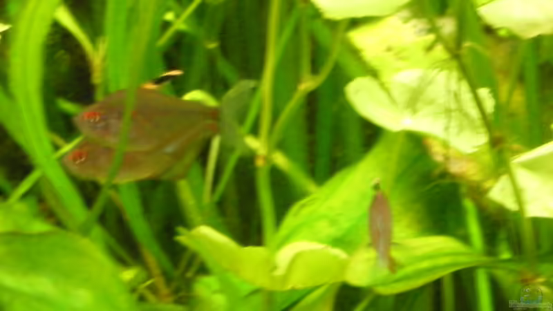 Socolofs Kirschflecksalmler von @quarium Cologne (103)