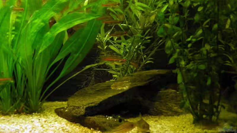 Sodalis und Julii in Eintracht von Thomas Gläsel (10)