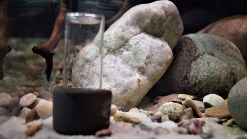 Söchting Oxydator Mini von Junglist (37)