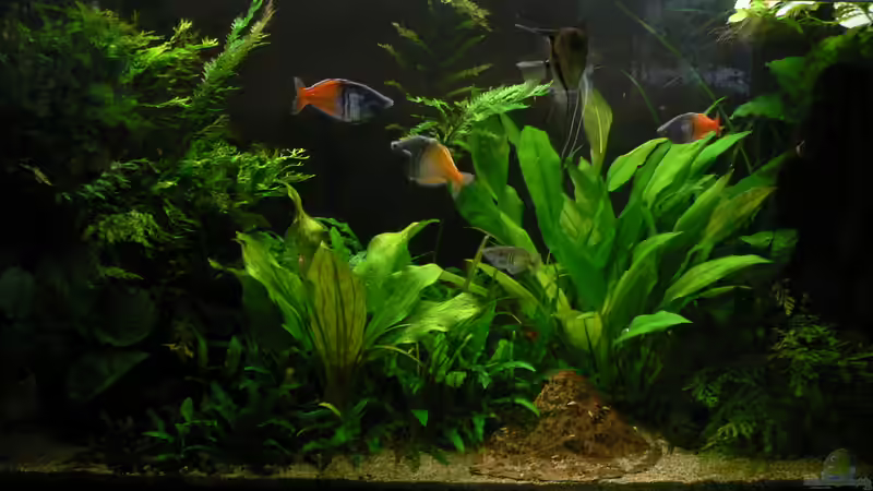 Sofa 2013/01 von Zapfenmanderl (16)