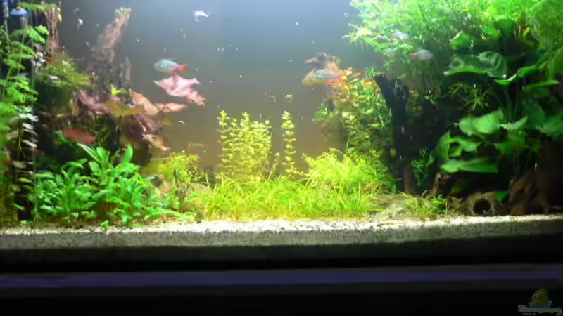 Sofa von Zapfenmanderl (3)