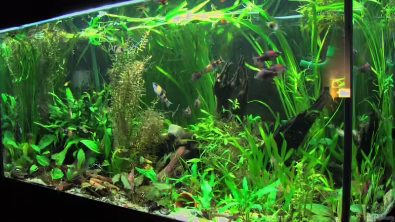 Sofaperspektive ;) von Lixa (2)