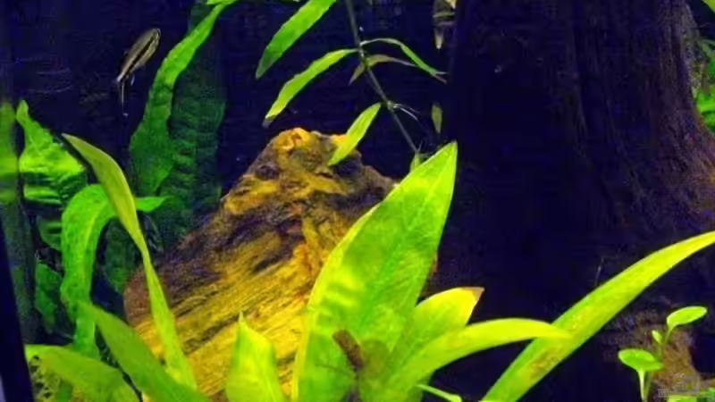 sog. Holzstein von Caricciola (15)