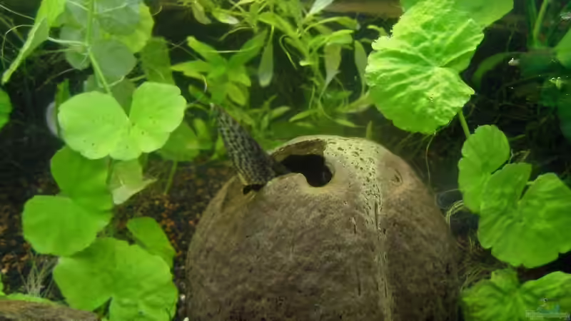 Sogar mit Welsdame ;9 von Specter (8)