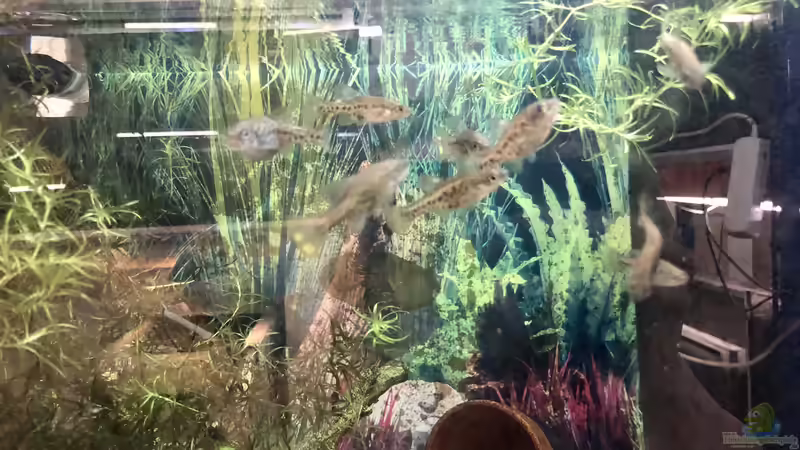 SOKO Hochlandkärpflinge von Helga Kury