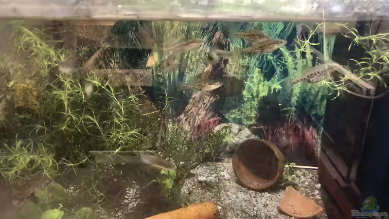 SOKO Hochlandkärpflinge von Helga Kury