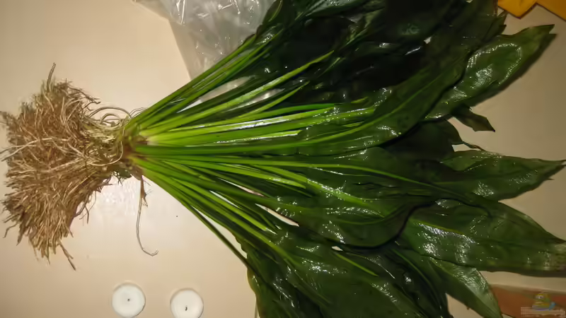 Solche Echinodoren-Mutterpflanzen fliegen gelegentlich aus Platzmangel leider raus von Rheinländer (23)