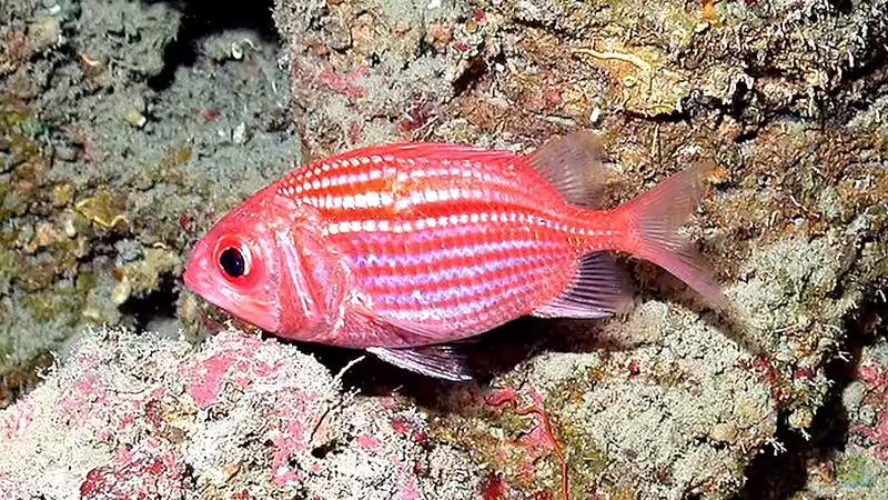 Soldaten- und Husarenfische: Daher kommen ihre Namen