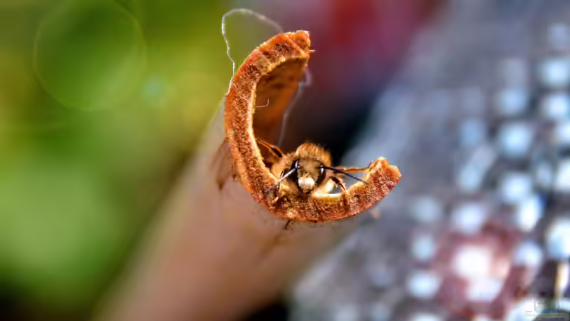 Solitärbienen: Die stillen Helfer im Garten