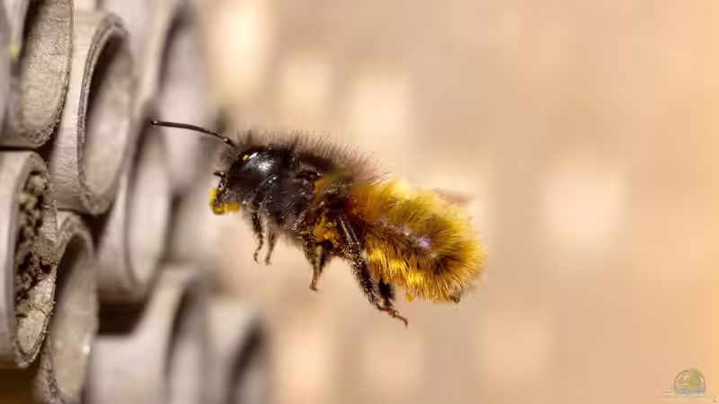 Solitärbienen: Die stillen Helfer im Garten