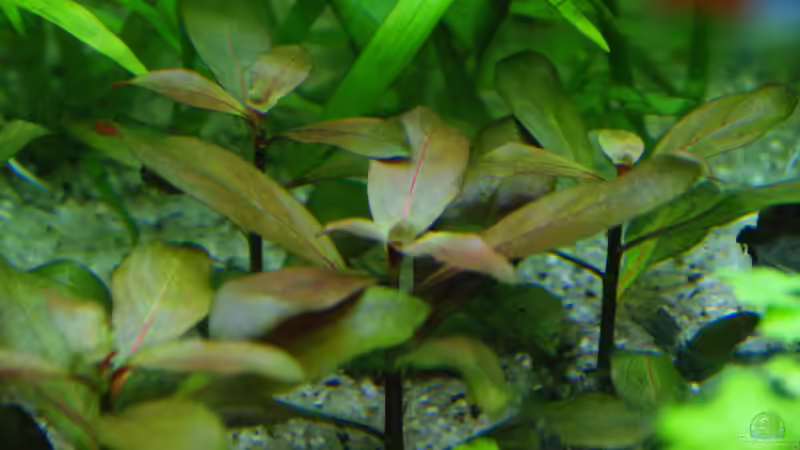 soll eine ´rote´  Ludwigia werden von Aniram (12)