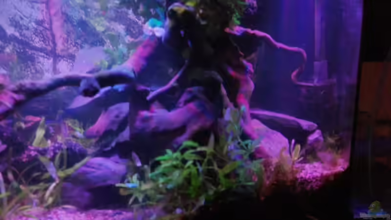 Soll Mal aussehen wie ein uralter baum, dauert aber noch  von Sven Schaefer (11)