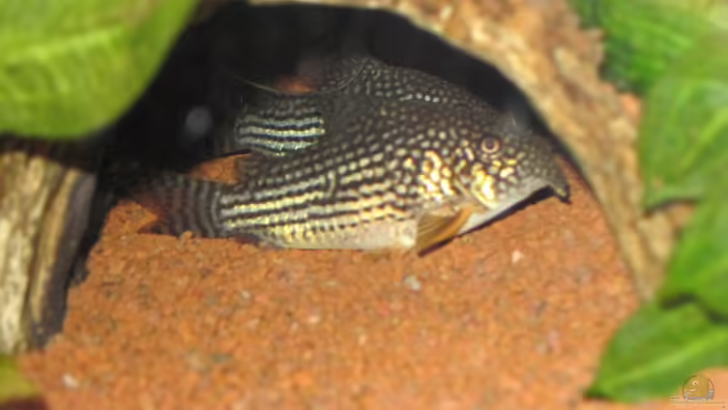 Someone inside  von Jogi (25)