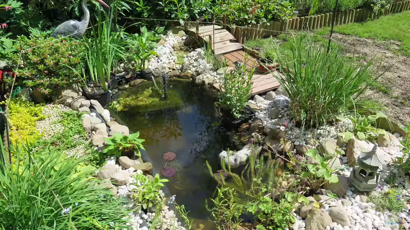 Sommer, Sonne, Sonnenschein: Wann werden hohe Temperaturen im Teich zum Problem?