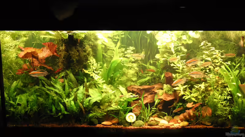 Sommer 2005 mit Kongsalmlern von Kamenko (3)