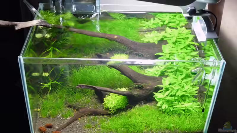 Sommer 2011 von Konzi (10)