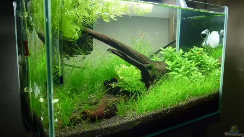 Sommer 2011 von Konzi (8)