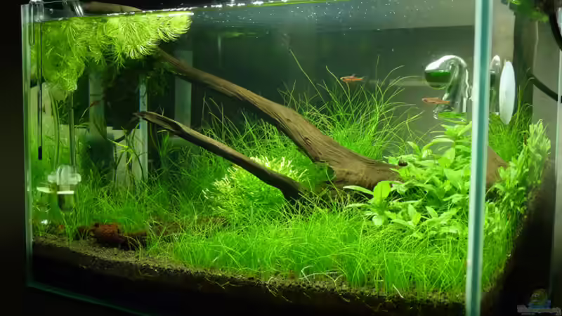 Sommer 2011 von Konzi (9)