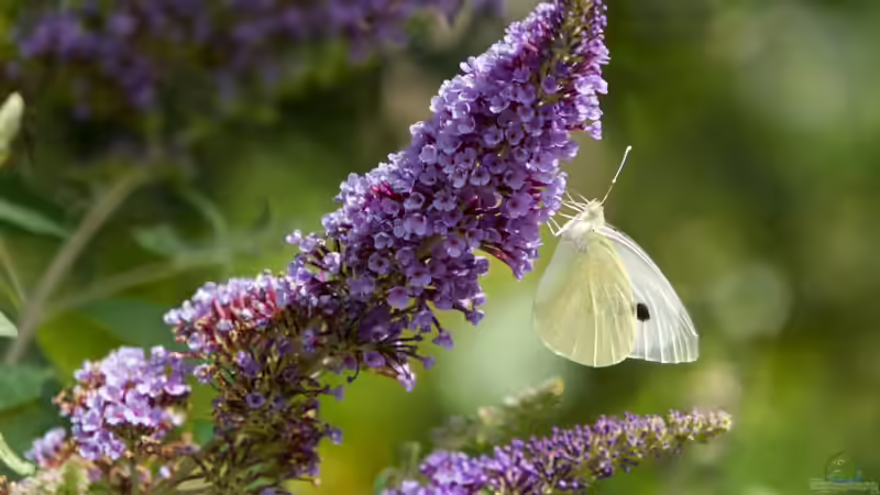 Sommerflieder bald verboten? Fakten, Mythen und was wirklich hinter der Diskussion steckt