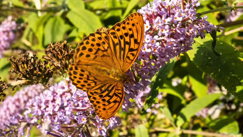 Sommerflieder bald verboten? Fakten, Mythen und was wirklich hinter der Diskussion steckt
