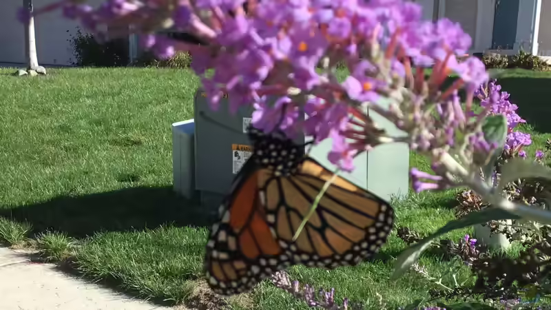 Sommerflieder bald verboten? Fakten, Mythen und was wirklich hinter der Diskussion steckt