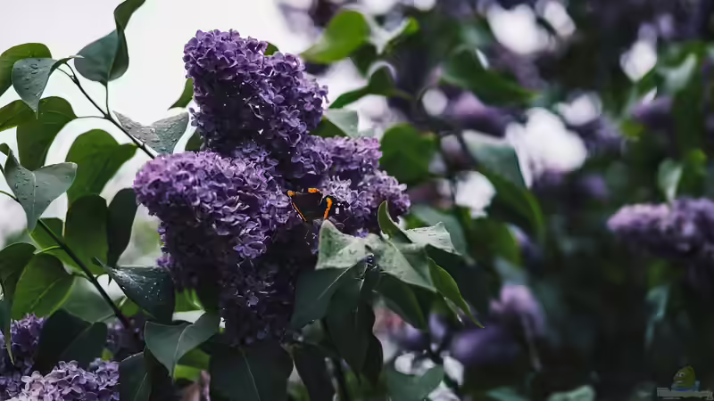 Sommerflieder bald verboten? Fakten, Mythen und was wirklich hinter der Diskussion steckt