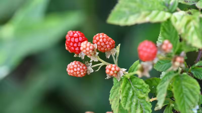 Sommerpflege bei Himbeeren: Schnitt, Auslichtung und Stärkung zum richtigen Zeitpunkt