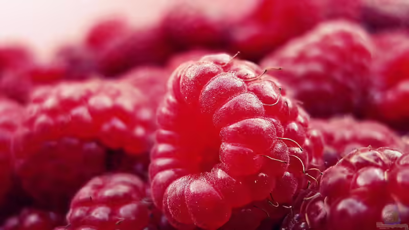 Sommerpflege bei Himbeeren: Schnitt, Auslichtung und Stärkung zum richtigen Zeitpunkt