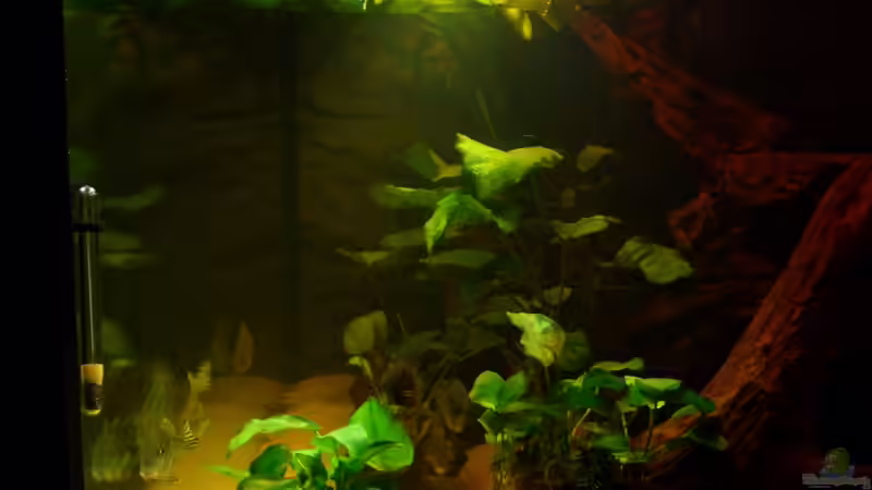 Sonne über der neuen Welt von Knorpelfisch (23)