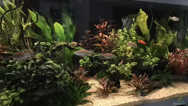 Sonnenaufgang  von Aerbsli (15)