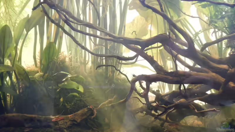 Sonnenaufgang im Becken. Die Moskitorasbora stehen gerne im Sonnenlicht. von miv (24)