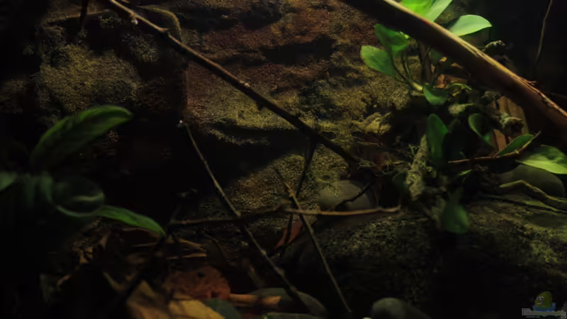 Sonnenaufgang mit Anubias von Florian Bandhauer (41)