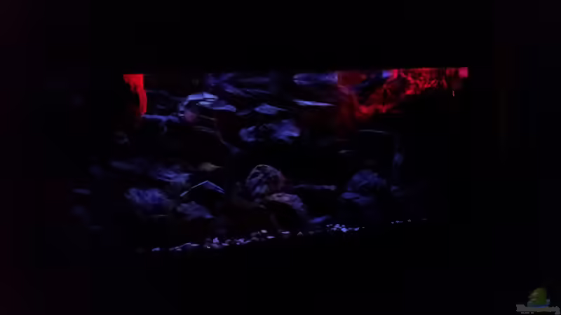 Sonnenaufgang von Daniel H. (19)