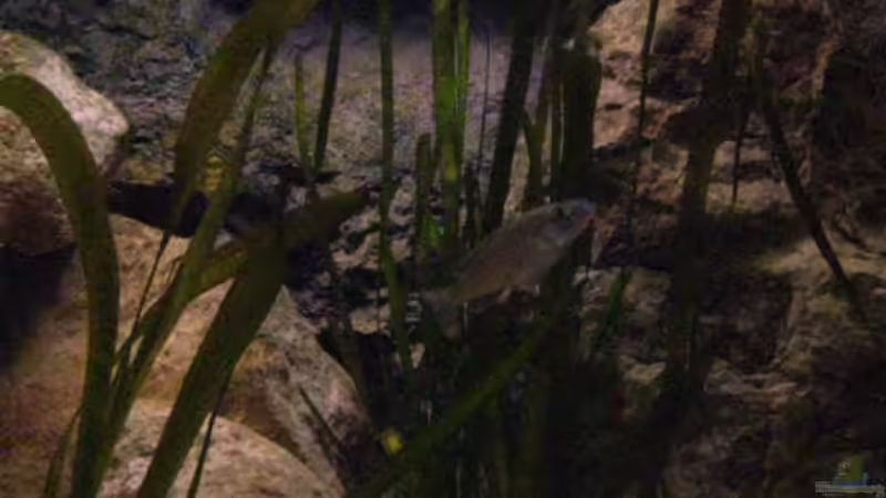 Sonnenaufgang von Malawigo (24)