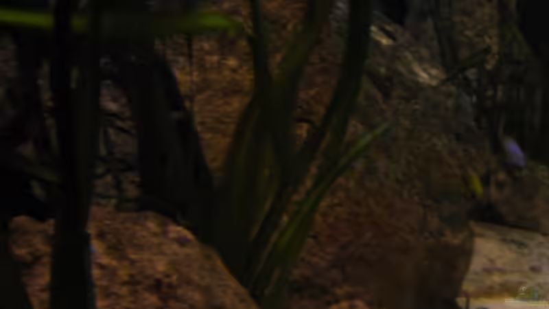 Sonnenaufgang von Malawigo (26)