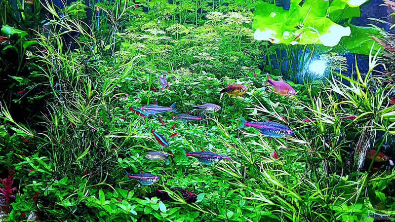 Sonnenaufgang von odin 68 (2)