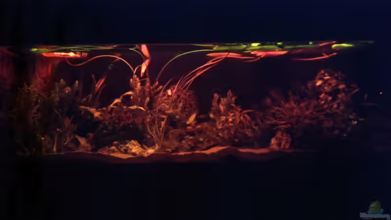 Sonnenaufgang von Seemann (13)