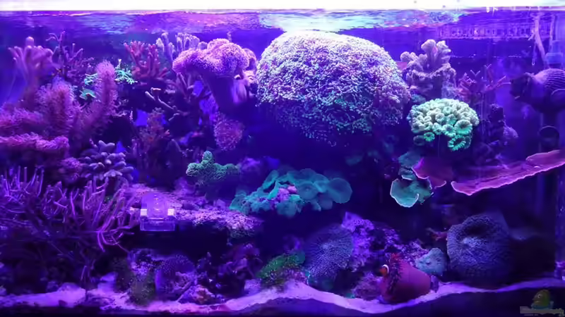 Sonnenaugang von Seewasserpanscher (6)