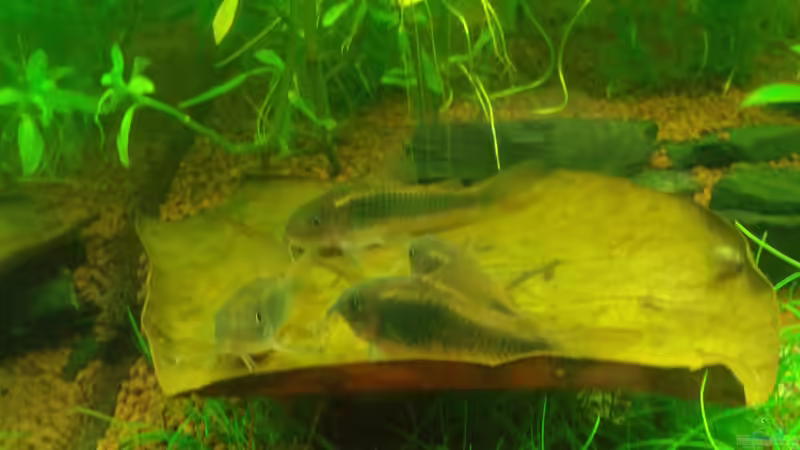 Sonnendeck von Deoroller (64)