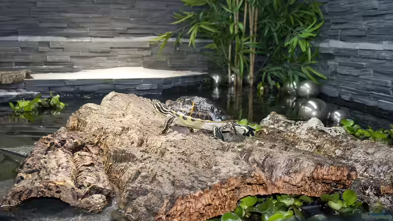 Sonneninsel von Hoppe-Terrarienbau (5)