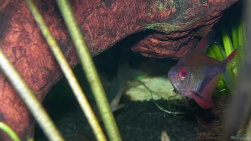 Sonnensichelsalmler von Thomas Fehlberg (24)